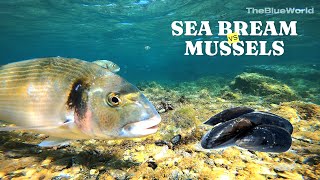 Gilt Head SEA BREAM Eats Mussels / DORADAS Comiendo Mejillones (4k) -  EP1 (LONG VERSION)