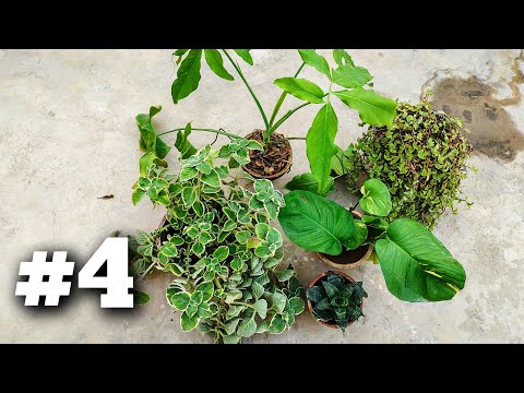 Garden Rebuild #4: Adding More Life to the Garden (Plant Shopping Again!)