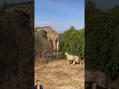 خلف الثقة شجاعة وخلف الخوف نكزة #shorts