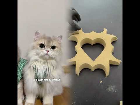 ๐ WAJIB NONTON SAMPE AKHIR WOI ๐ซต #kucinglucu #kucing