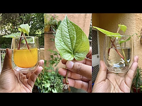 पान की बेल कैसे लगाएं/ How to grow & care Betel leaf Plant Vine