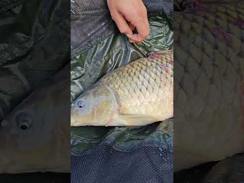 Salvataggio di una carpa malridotta. #fishing #carpfishing #fish #angler #fishinglife #carp #perte