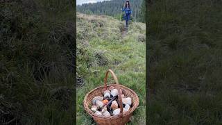 Takie piękne borowiki rosną w Szwajcarii na wysokości 1700m.