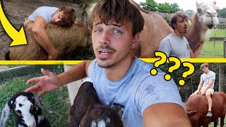 Ranking the BEST Animal CUDDLES