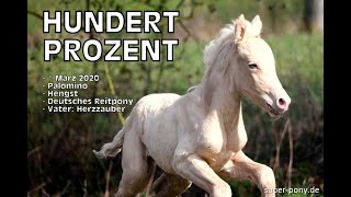Reitpony Hengst, *März 2020, Hundert Prozent