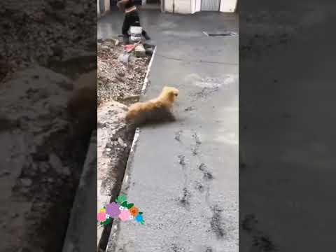 La inocencia de los perritos 🐕 💕 😅😅😅