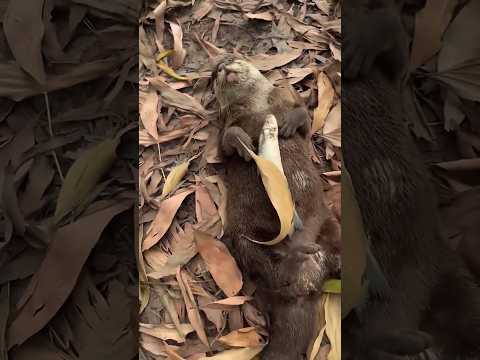 มนุดอย่ากวน นอนอยู่ #otter #shorts #ンカワウソ