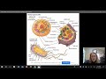 Cell Structure and Function Concepts