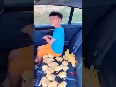 🐤🐤🦆🤪cute baby ko mile duck #shorts #funny #viral #ytshorts
