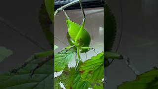 biggest insect in the world!? What do you think? #insects #bugs #nacfamily #rock_n_insectes