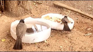 Please Help Birds In Summer Do whatever is in your power
