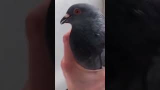 Angry Russian Captures Pigeon