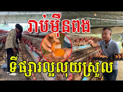រាប់ម៉ឺនពង​ ប្រមូលរាល់ថ្ងៃ​ ទីផ្សារល្អលុយស្រួល