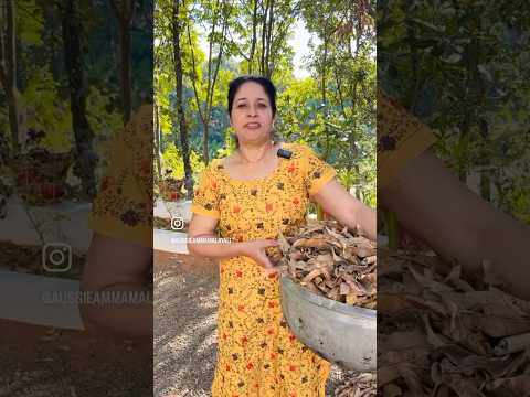 രാവിലെ മുറ്റം മുഴുവൻ അടിച്ചു വാരി😅☺️😀 follow @Aussieammamalayali #trendingnow #familyvlog
