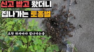 2년째 배수구에 사는 토종벌 신고 받고 갔더니 눈앞에서 집나가는 토종벌들