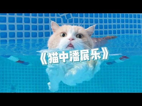 【喵来啦】天呐！短腿猫都这么会游泳的嘛？？？！