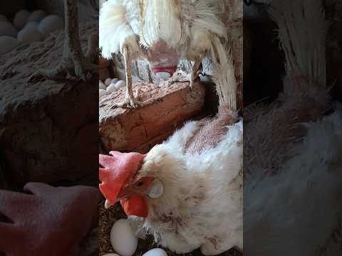 July 21, 2024 These hens lay white eggs🐔🐔🐔