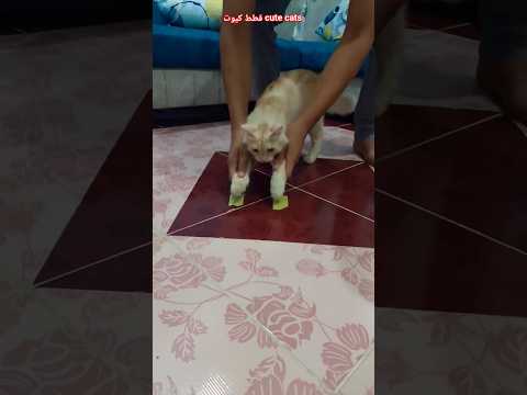 جربت تريند اللزق مع فلفل قطط مضحكة قطط كيوت قطط 🐈 funny cat vedios #shorts