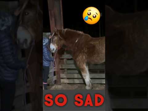 This Mare Needed Help BADLY!!