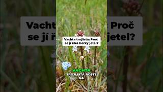 Vachta trojlistá: Klenot mokřadů, který nesmíš utrhnout! 🛑🌿