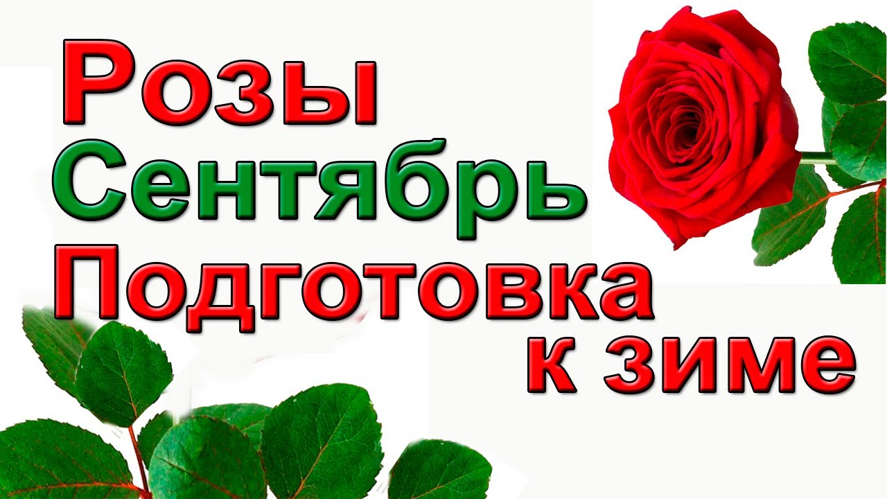 Розы. Сентябрь. Срочно готовим к зиме