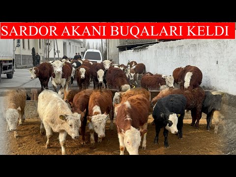 SARDOR AKANI BUQALARI KELDI SHOSHILING DAXSHATLARI KELDI