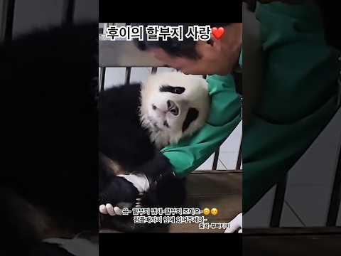 할부지가 좋은 후이?☺️눈빛좀 보세요 흐미~ 미툐미툐 세상에서 가장 부러운 분 가장 부러운 직업 힐링 그자체입니다#padababy#熊猫#パンダ#huibao