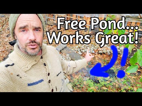 FREE hand dug pond! (3 month review)