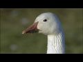 Arctic Wildlife and Survival Strategies