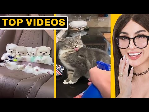 Strange Animal Hacks That Surprise You | SSSniperWolf
