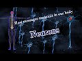 Functions of the Nervous System