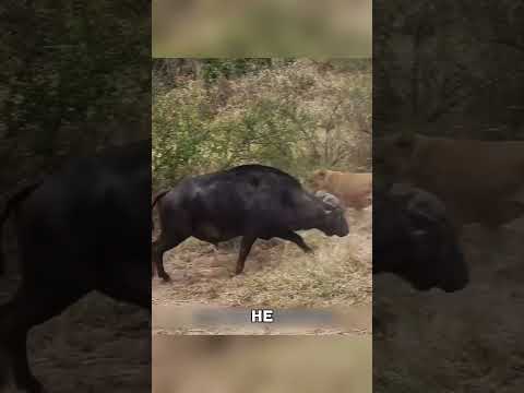 Буйвол не убежал — он АТАКОВАЛ 😲🔥🦬