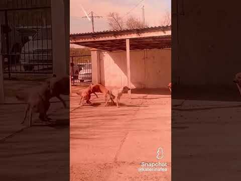 ёбирлар жанги🤣🤣🤣🤣🤣🤣🤣мулолар узидан СПО  ясаедгонлар крманглар. бумаса. итараман нигатифларни😂😂