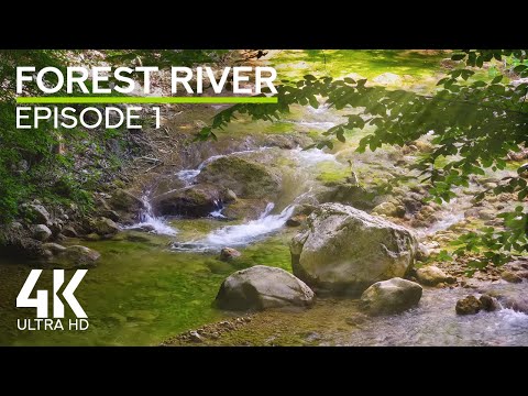 4K Sunlit Forest River Ambience - Summer Serenity & Calming Nature Sounds for Deep Relaxation - Ep.1