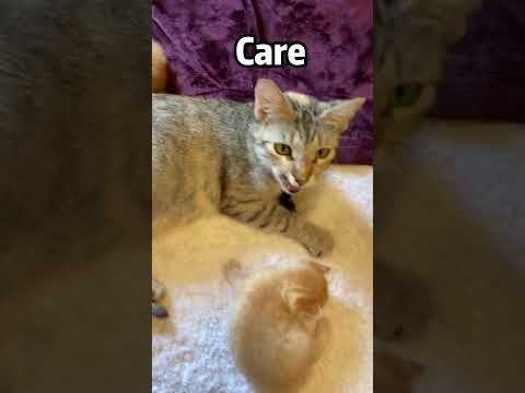 helplessness, worry, protection, teaching, discipline — this is all my mom’s love for me#love#cat