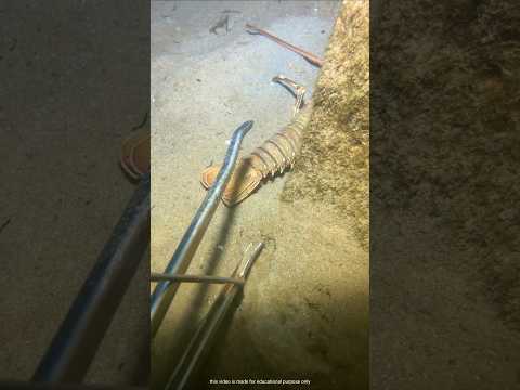 Man mistakes fish for danger #shortvideo