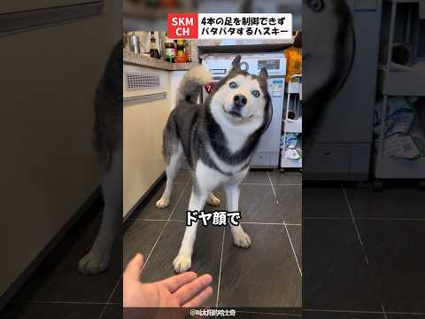 4本の足を制御できないハスキー