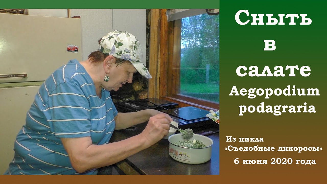 Сныть в салате. Aegopodium podagraria