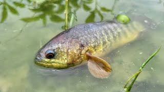 Catching Climbing Perch Fishing in rainy weather | Daily Life Fishing in Rainy Season  #fishing