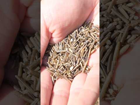 Wild rice from start to finish with @samuelthayer378 #asmr
