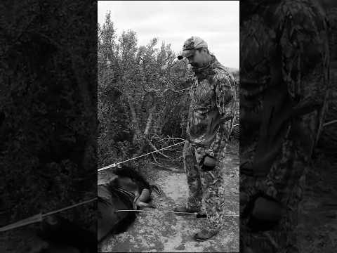Spear Dropped on Wildebeest