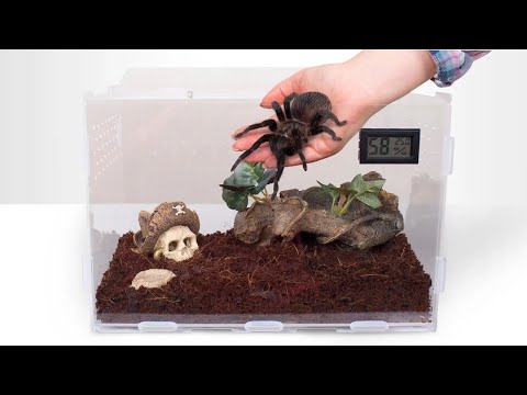Lắp Ráp Hồ Tiểu Cảnh Cho Nhện Tarantula
