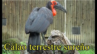 Cálao terrestre sureño. Características