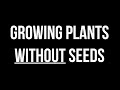 Plant Propagation Techniques