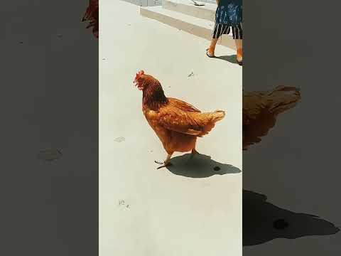 这个夏天能有多热，一不小心就被晒熟了