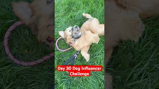Day 30 Dog Influencer Challenge 🐶 @TheJessiiShow