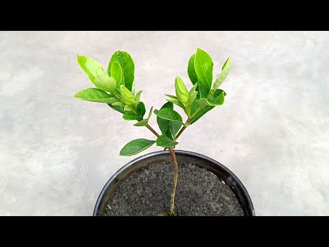 Grow Gardenia at home ||  Grow plants faster || How to grow gardenia easily at home