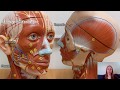 Facial Muscles and Their Functions