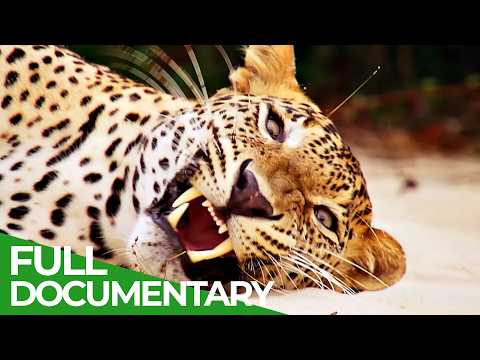 Wild Winners | Episode 1: The Power of the Velvet Paw | Free Documentary Nature