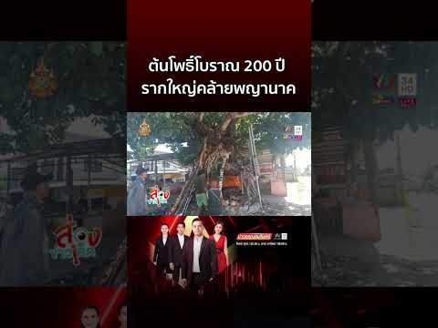 แปลกต้นโพธิ์โบราณหัวพญานาคอายุ200ปีพะเยาแปลกต้นไม้แห่งโชคลาภ